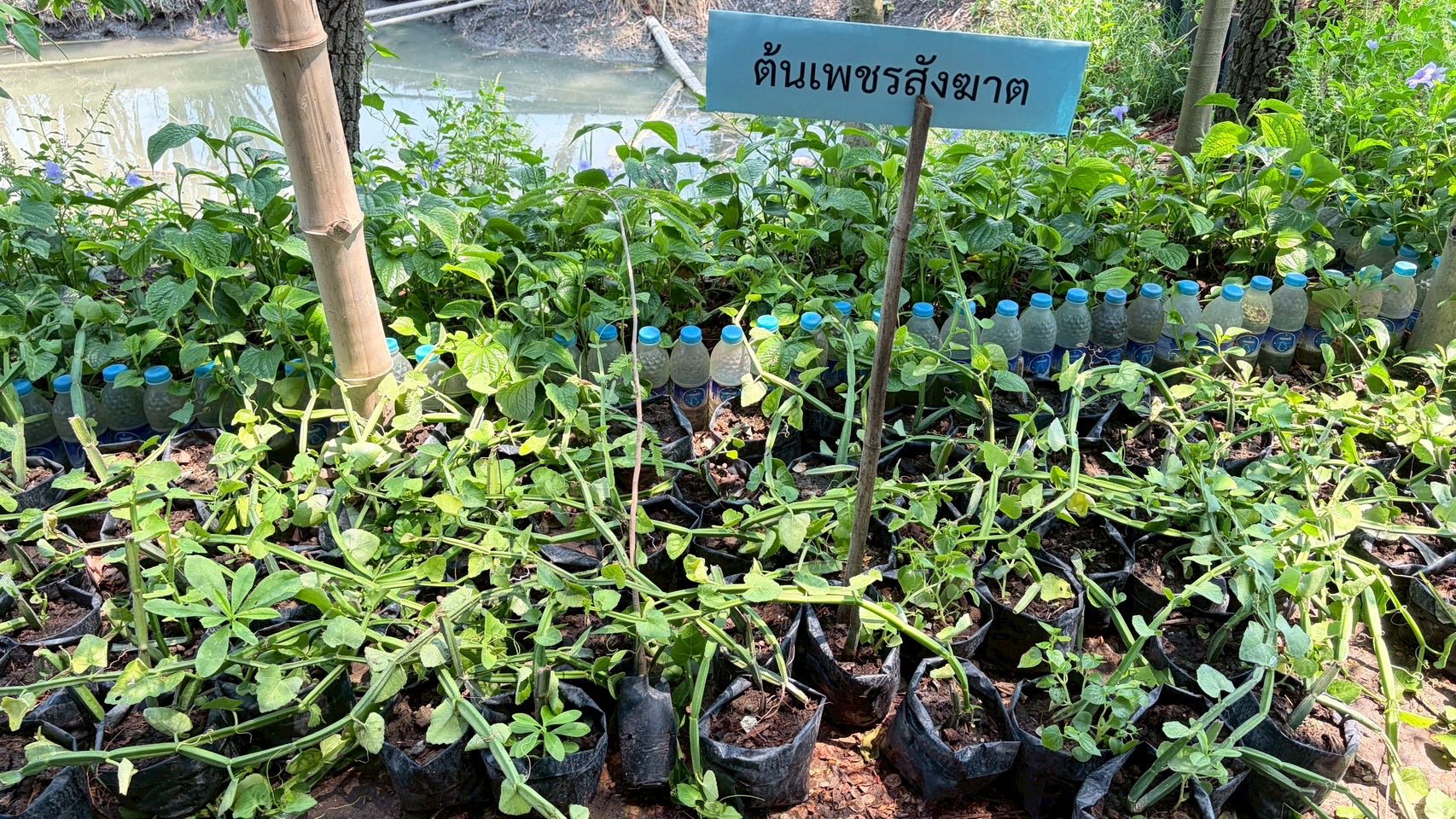 title - ส.ป.ก.อ่างทอง แจกปัจจัยการผลิตและกล้าพันธุ์ไม้สมุนไพรให้แก่เกษตรกร จำนวน 10 ราย ในโครงการเกษตรชีวภาพประจำปีงบประมาณ 2569